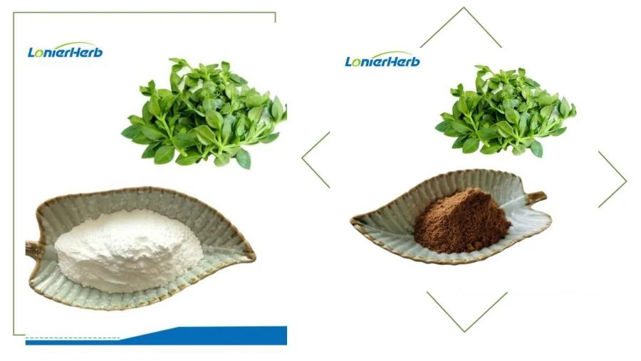 Andrographolide，Andrographis Paniculata Extract