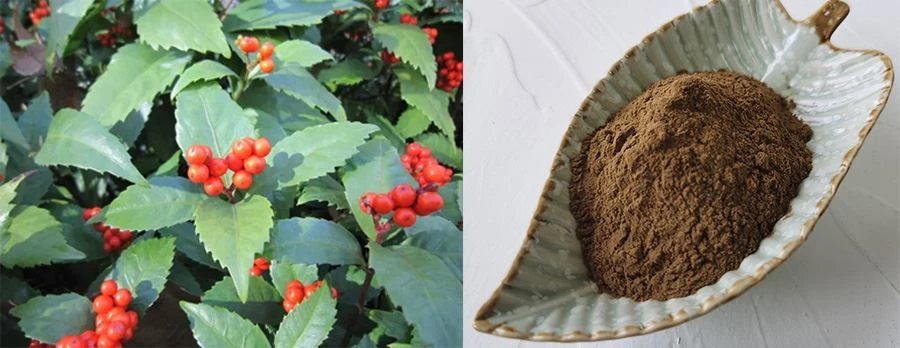 Grass Coral Extract