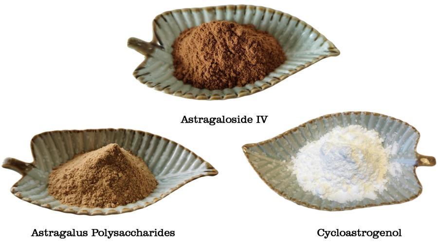 Astragalus Root Extract, Radix Astragali Extract Astragalus Root Extract, Radix Astragali Extract
