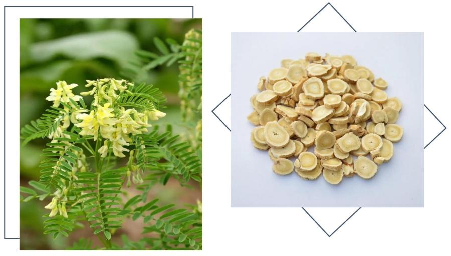 Astragalus Root Extract Astragalus Root Extract
